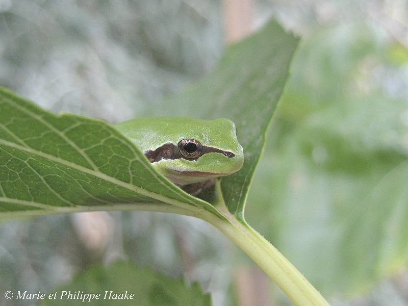 Grenouille Rainette 2004_wm.jpg - Rainette verte (Valras, France)